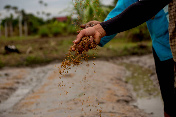 close up of hands planting seeds